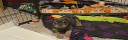 Mixed Breed dogs for sale: New england bulldogs  - Advert 19