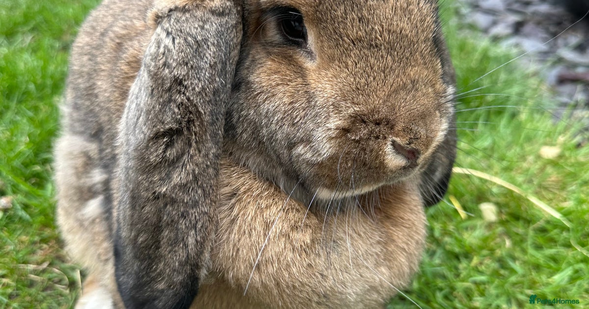 German Lop Female rabbit For Sale for sale in Doncaster | Pets4Homes