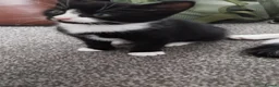 Mixed Breed cats for sale: Tuxedo black and white kittens - Advert 14