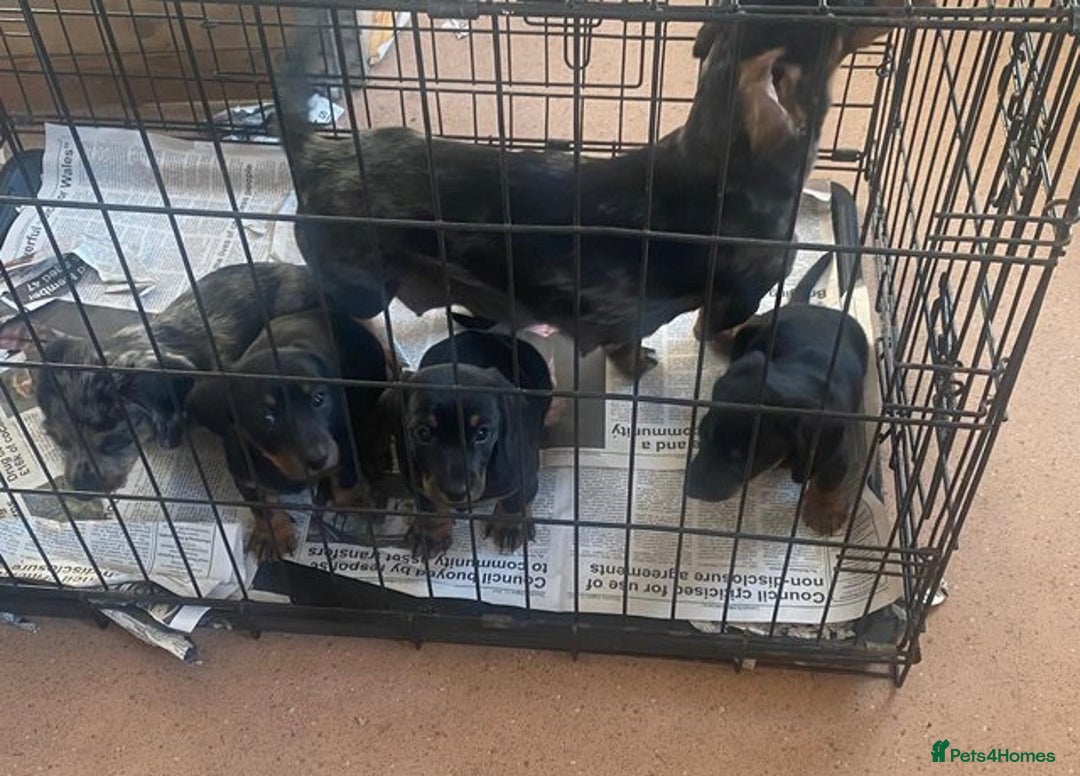 Miniature Dachshund dogs for sale: **We have adorable miniature dachshund puppies** - Image 9