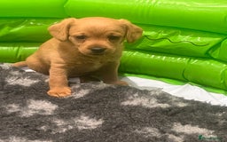 Jackapoo dogs for sale: 2x Male 1x female adorable Jackapoo Puppies! - Image 2
