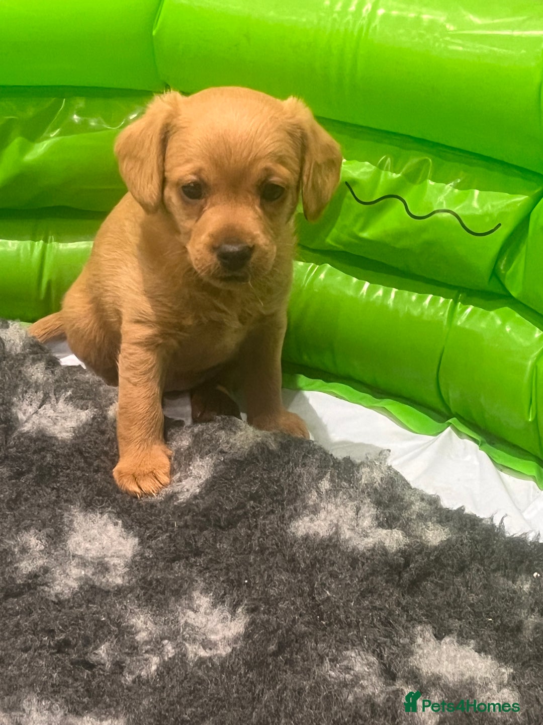 Jackapoo dogs for sale: 2x Male 1x female adorable Jackapoo Puppies! - Image 2