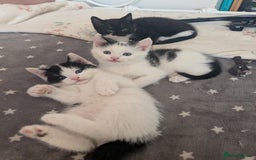 Mixed Breed cats for sale: Kittens for sale - Advert 1