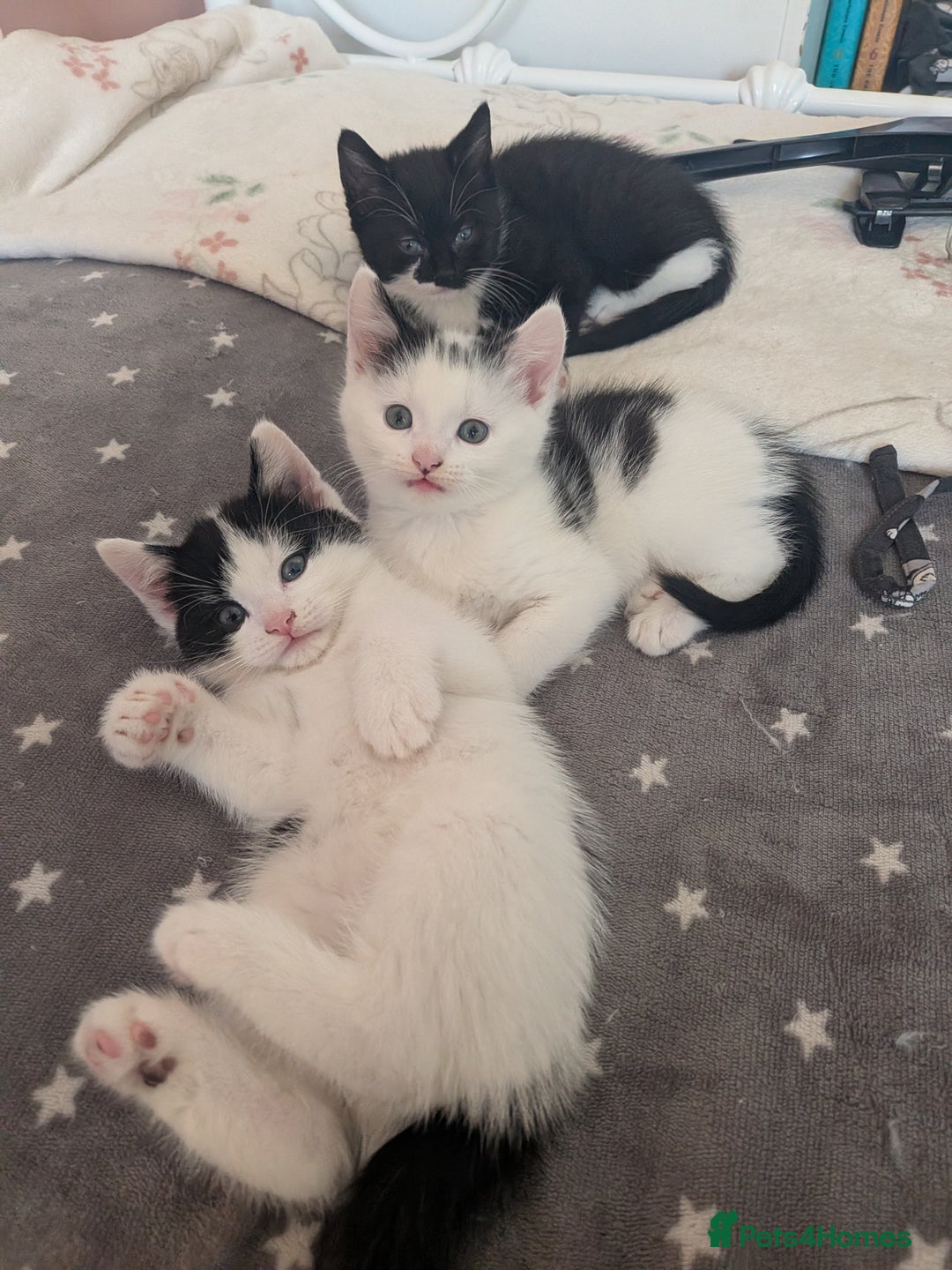 Mixed Breed cats for sale: Kittens for sale - Advert 1