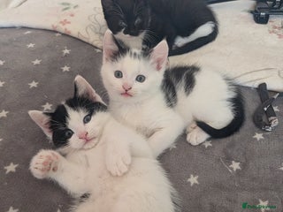 Mixed Breed cats Kittens for sale - Advert 1