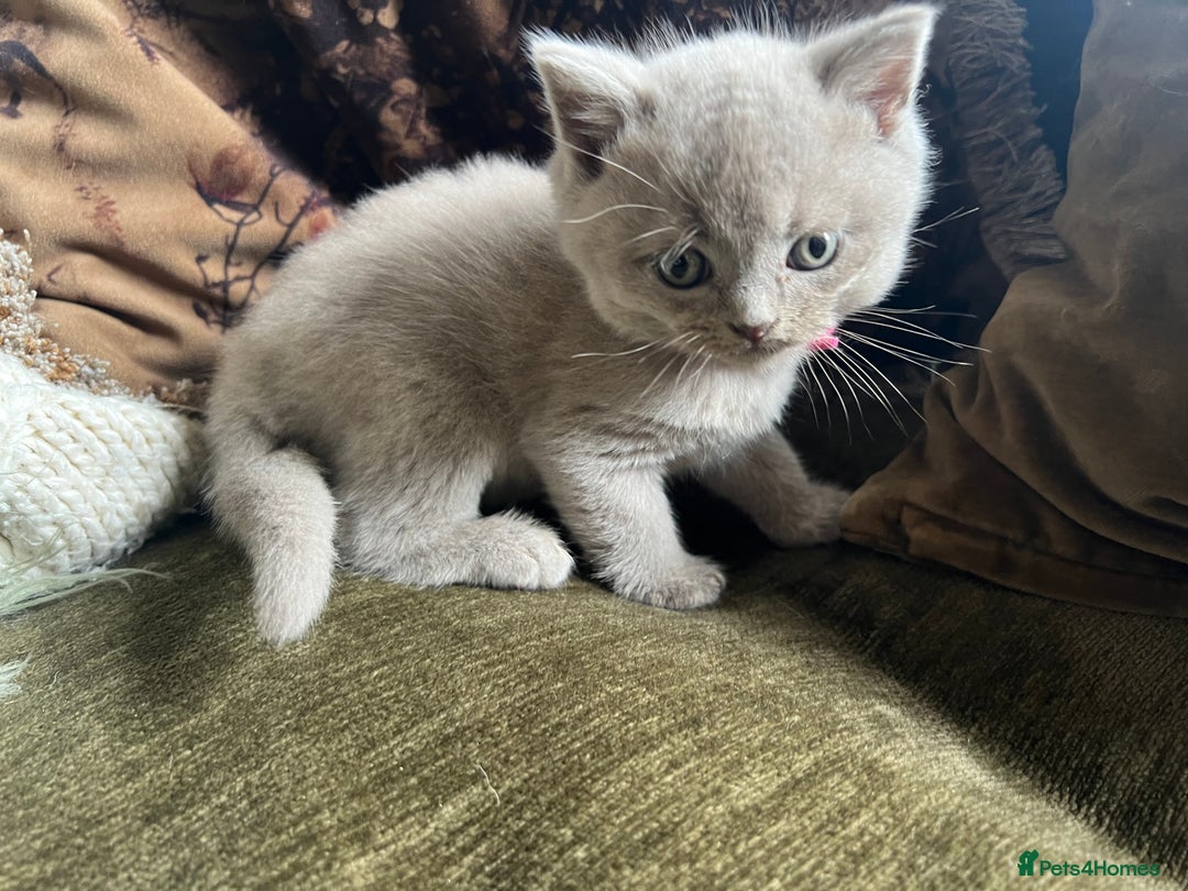Scottish Fold cats for sale: Beautiful lilac Scottishfold straight ear kittens  - Image 28