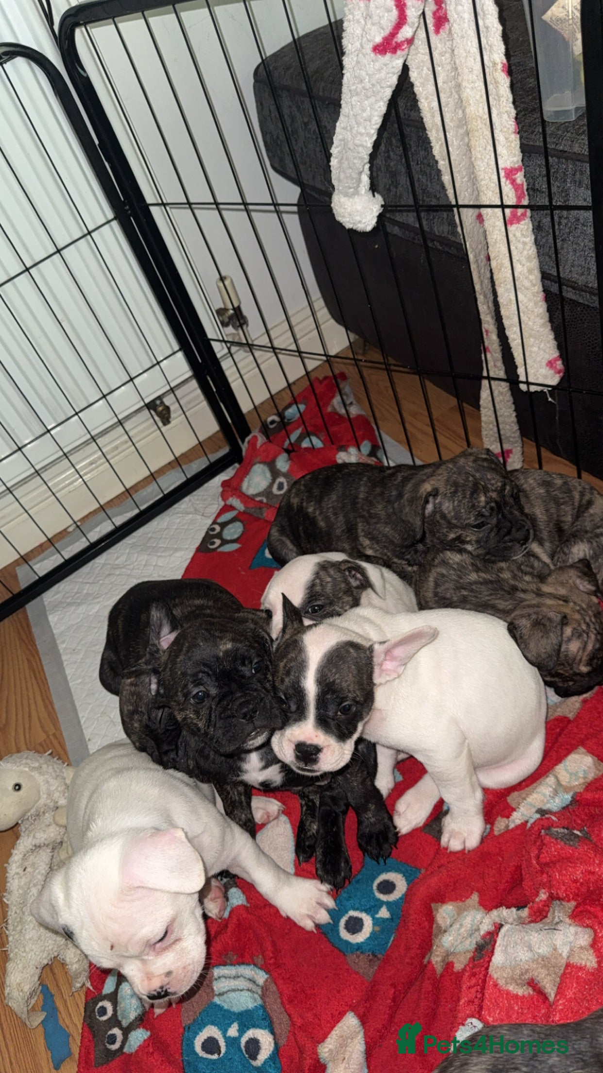 Mixed Breed dogs Frenchie cross Staffie Pups - Advert 7