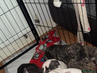 Mixed Breed dogs - Advert 9