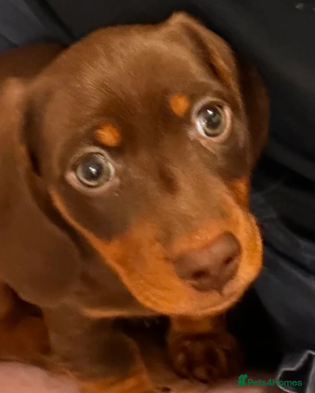 Miniature Dachshund dogs for sale: Miniature daschund smooth hair chocolate brown - Advert 1