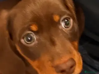 Miniature Dachshund dogs Miniature daschund smooth hair chocolate brown - Advert 10