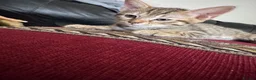 Mixed Breed cats for sale: Beautiful female  tabby needs a loving home  - Advert 6