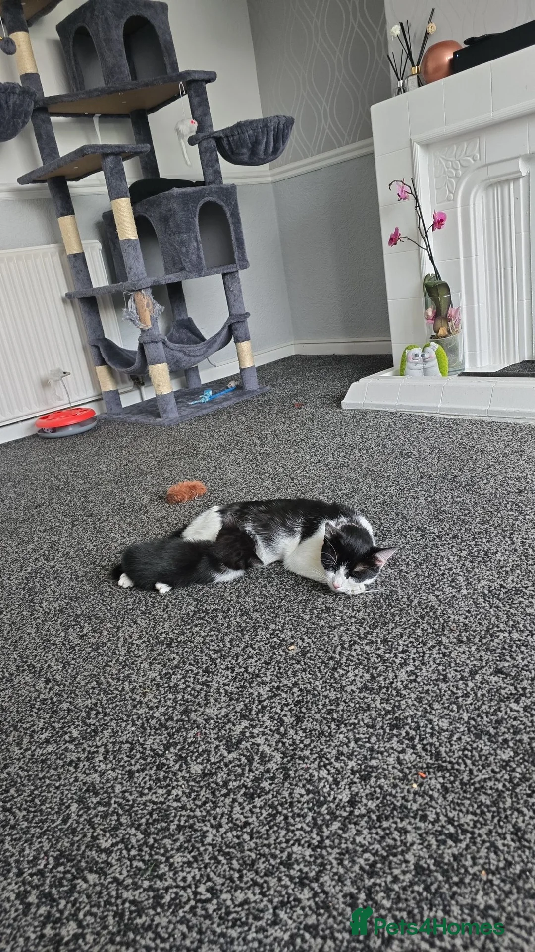 Mixed Breed cats for sale: Kittens for sale in Halifax - Advert 2