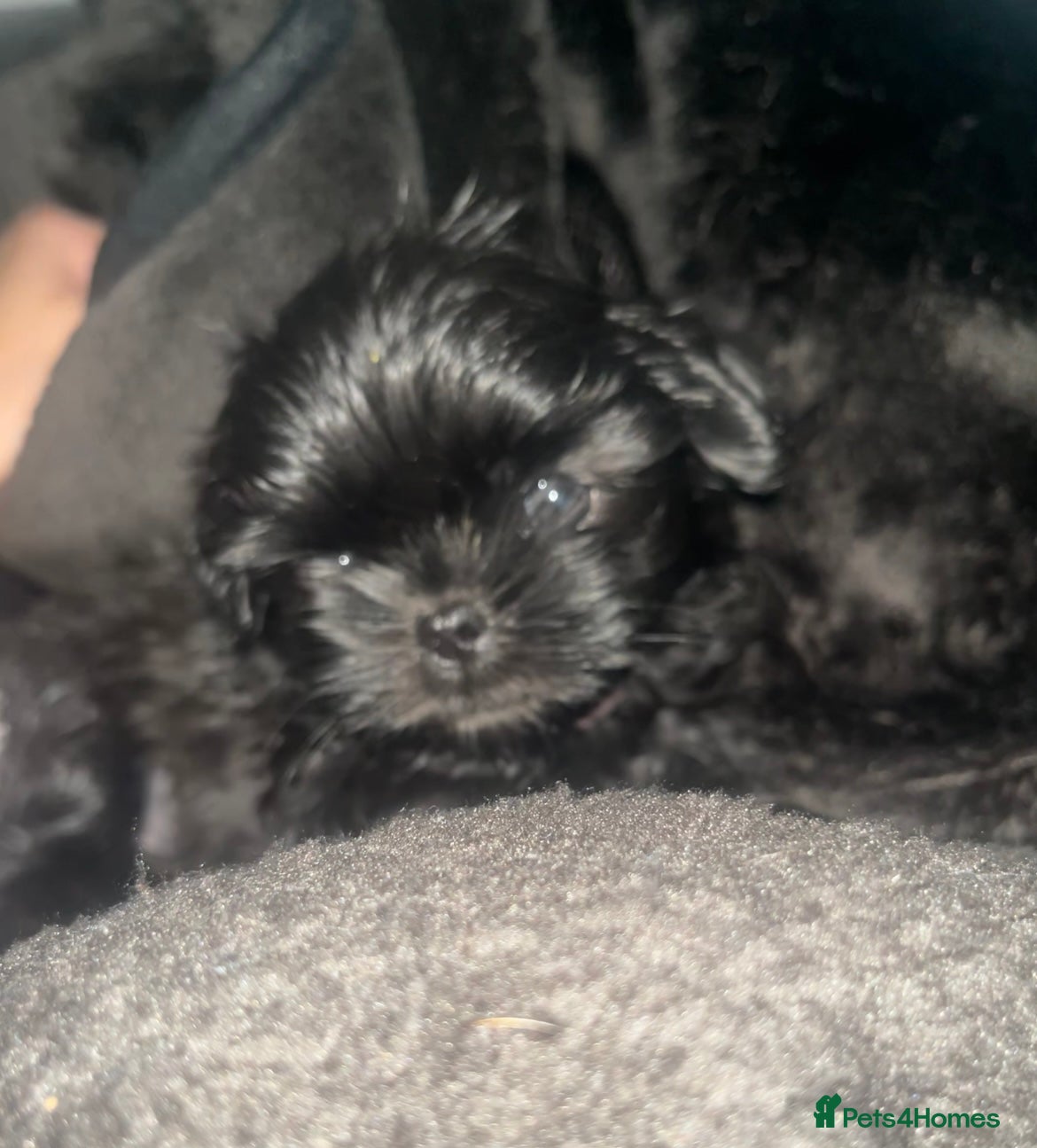 Shih Tzu dogs REDUCED***RARE solid black American imperial  - Advert 1