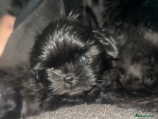 Shih Tzu dogs REDUCED***RARE solid black American imperial - Advert 10