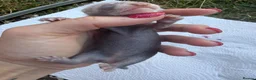 Ferret rodents for sale: Pedigree Full and Semi Angora Kits  - Advert 14