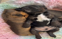 Mixed Breed dogs for sale: Gorgeous Patterdale x cocker spaniel  - Image 14