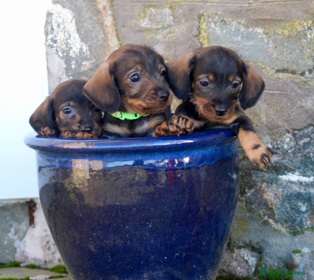 Miniature Dachshund dogs for sale: Wirehaired Teckel puppies READY NOW  - Advert 2