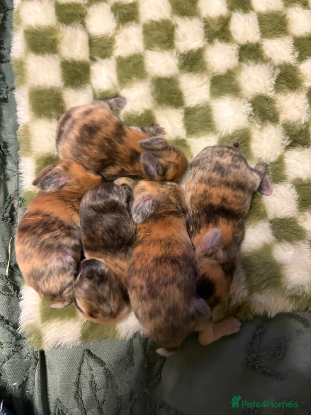 Belgian Hares rabbits for sale: 4 beautiful harlequin rabbits  - Advert 8