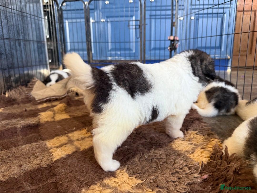 Pyrenean Mastiff dogs for sale: KC registered Pyrenean Mastiffs - Image 7