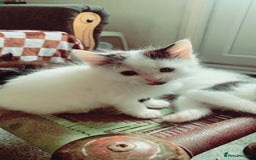 Mixed Breed cats for sale: Lovely kitten Are looking for Loving home - Image 3
