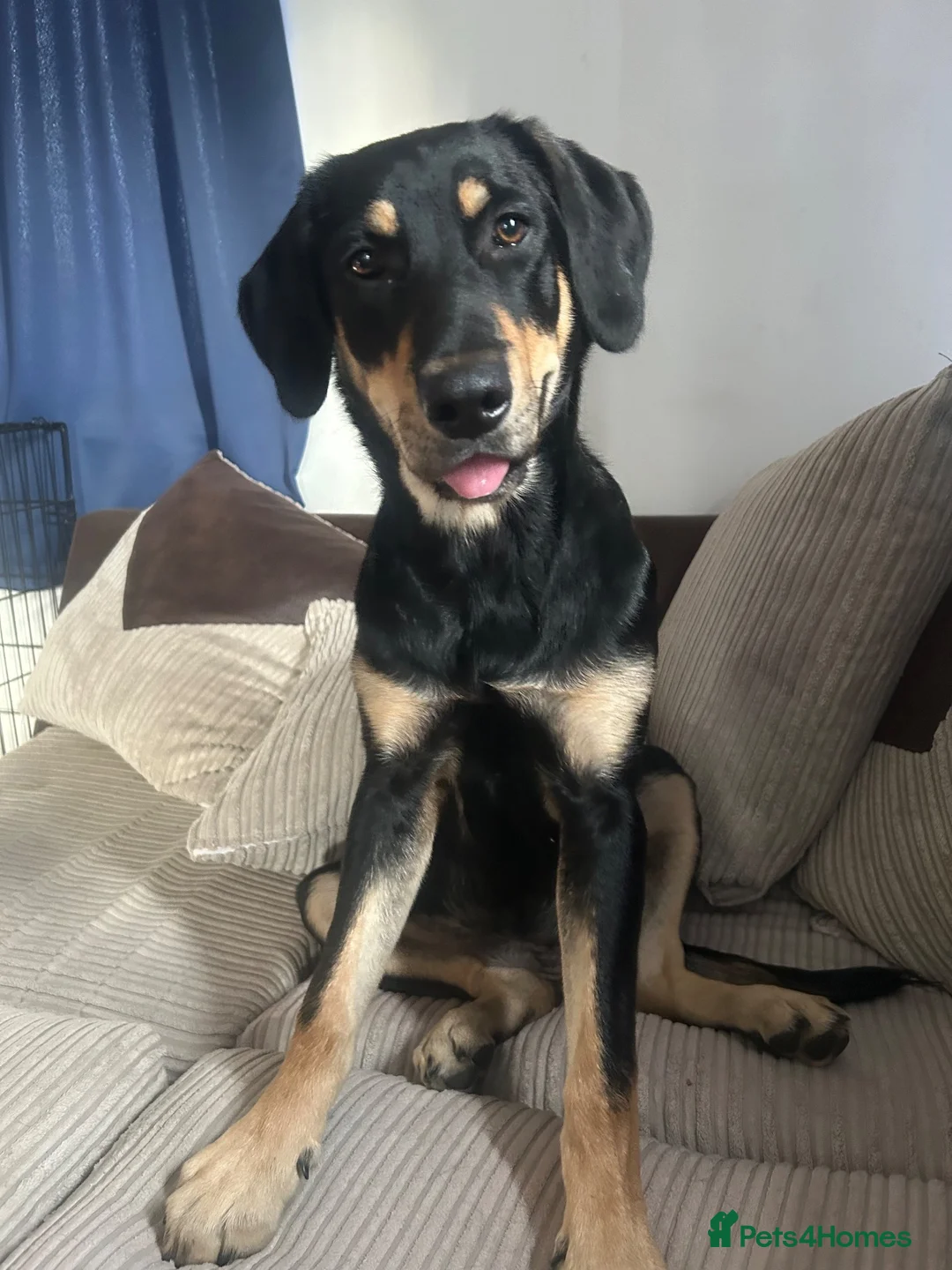 Mixed Breed dogs for sale: FREE Huntaway Girl Dog 6 1/2 months old - Advert 1