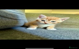 British Shorthair cats for sale: 7 Gorgeous ginger BSHxASH kittens to be rehomed - Image 7