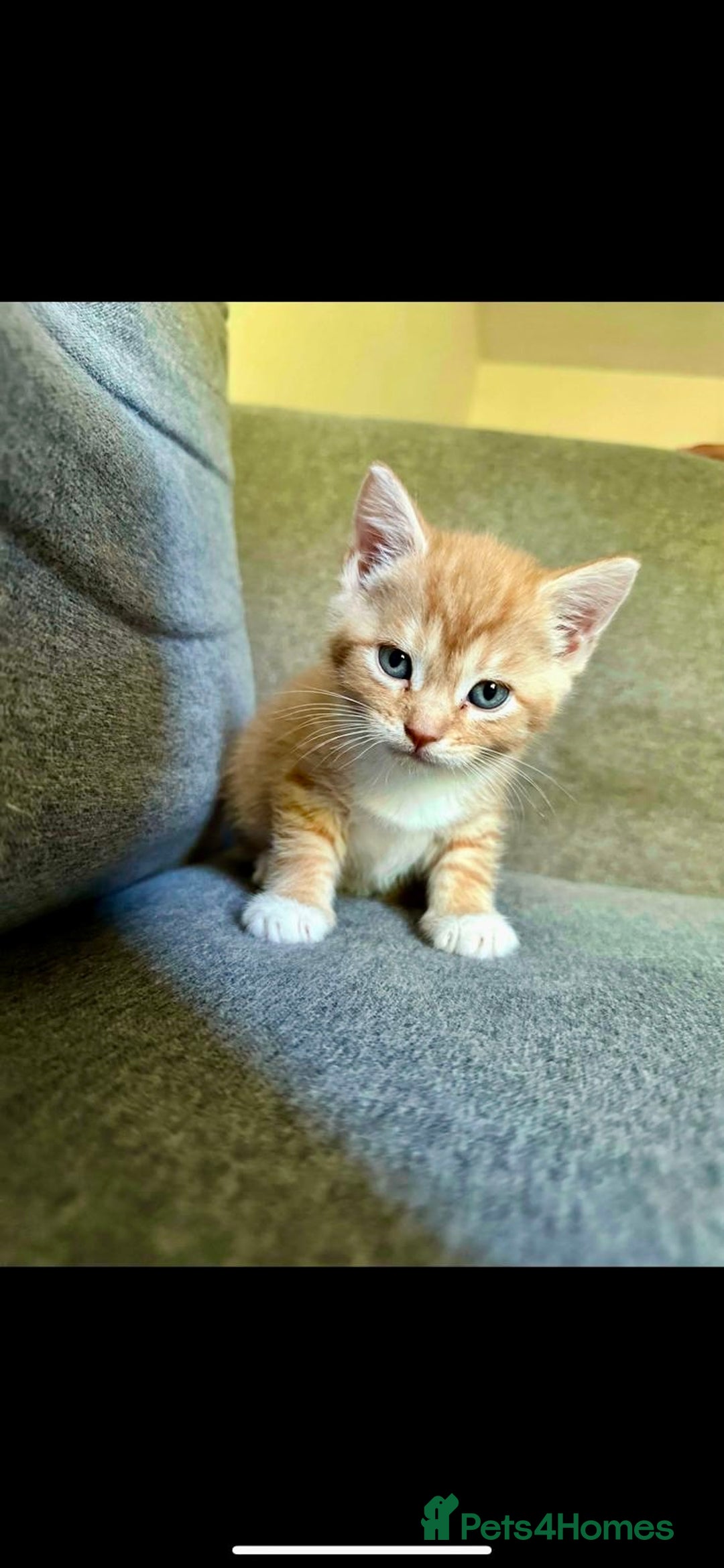 British Shorthair cats for sale: 7 Gorgeous ginger BSHxASH kittens to be rehomed - Image 7