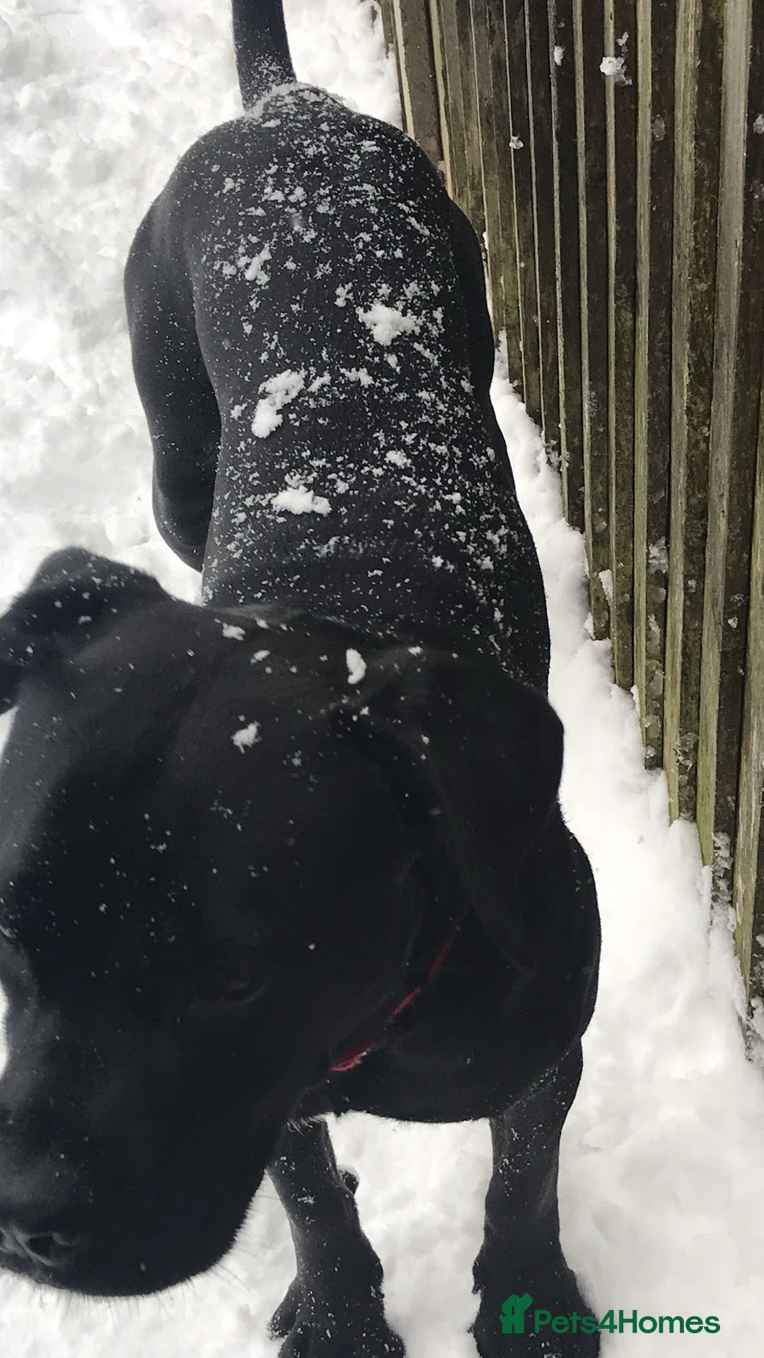 Cane Corso dogs for sale: 10 year old female rehome needed - Advert 4