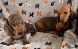 Dachshund dogs for sale: CHAMPION LINE KC REG MINI DACHSHUND GIRLS  - Image 4