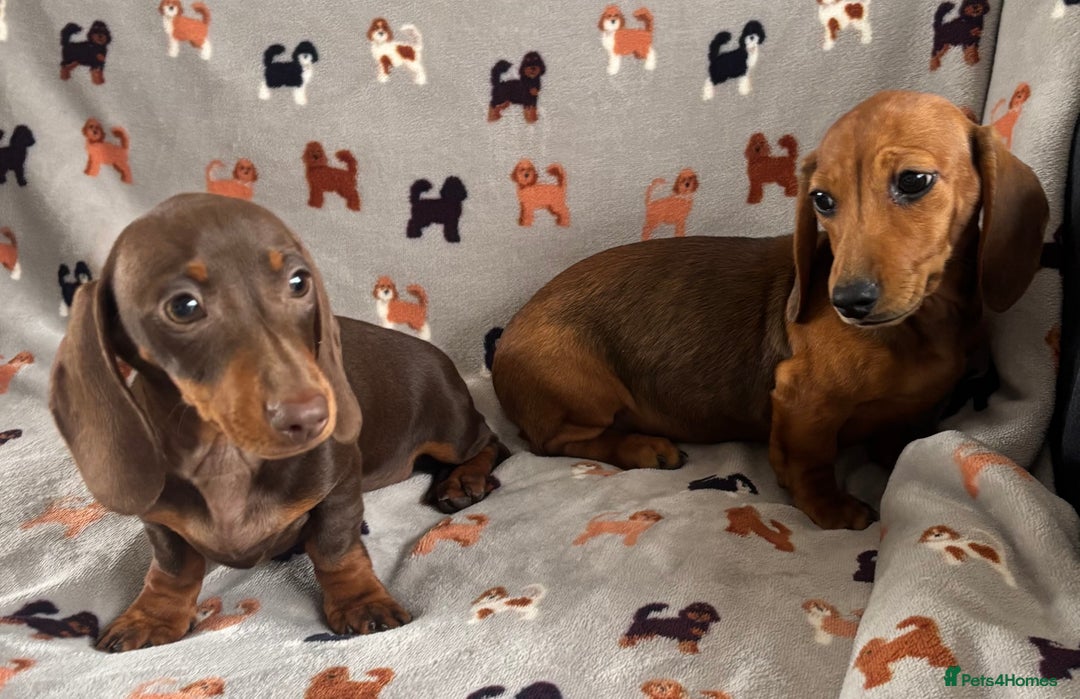 Dachshund dogs for sale: CHAMPION LINE KC REG MINI DACHSHUND GIRLS  - Image 4