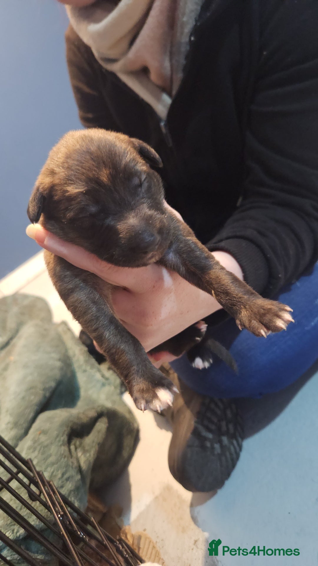 Whippet dogs for sale: 8 beautiful  brindle whippet  - Advert 12