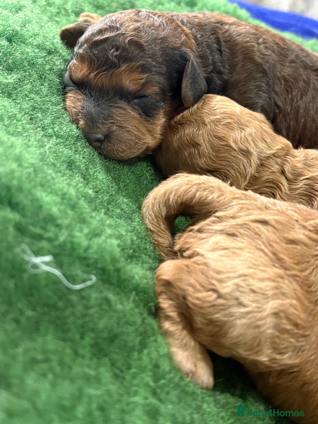 Cockapoo dogs for sale: Beautiful f1b cockapoo  - Advert 6