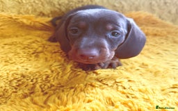 Dachshund dogs for sale: dachshund puppies  - Image 29