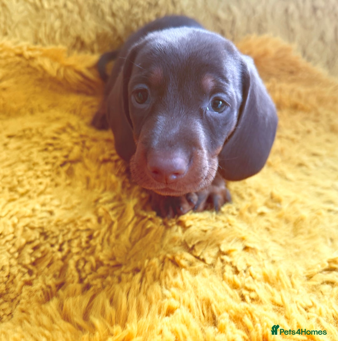 Dachshund dogs for sale: dachshund puppies  - Image 29