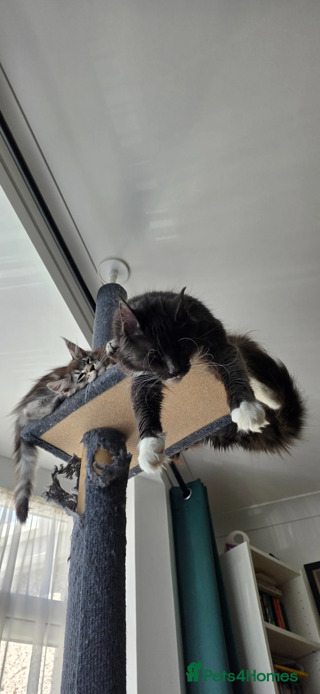 Maine Coon cats for sale: Xl maine coon Kittens  in Hoddesdon - Advert 2