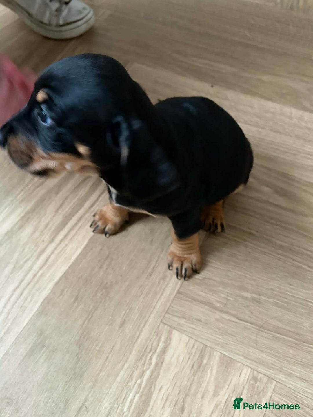 Mixed Breed dogs for sale: 9 Docker puppies - Advert 13
