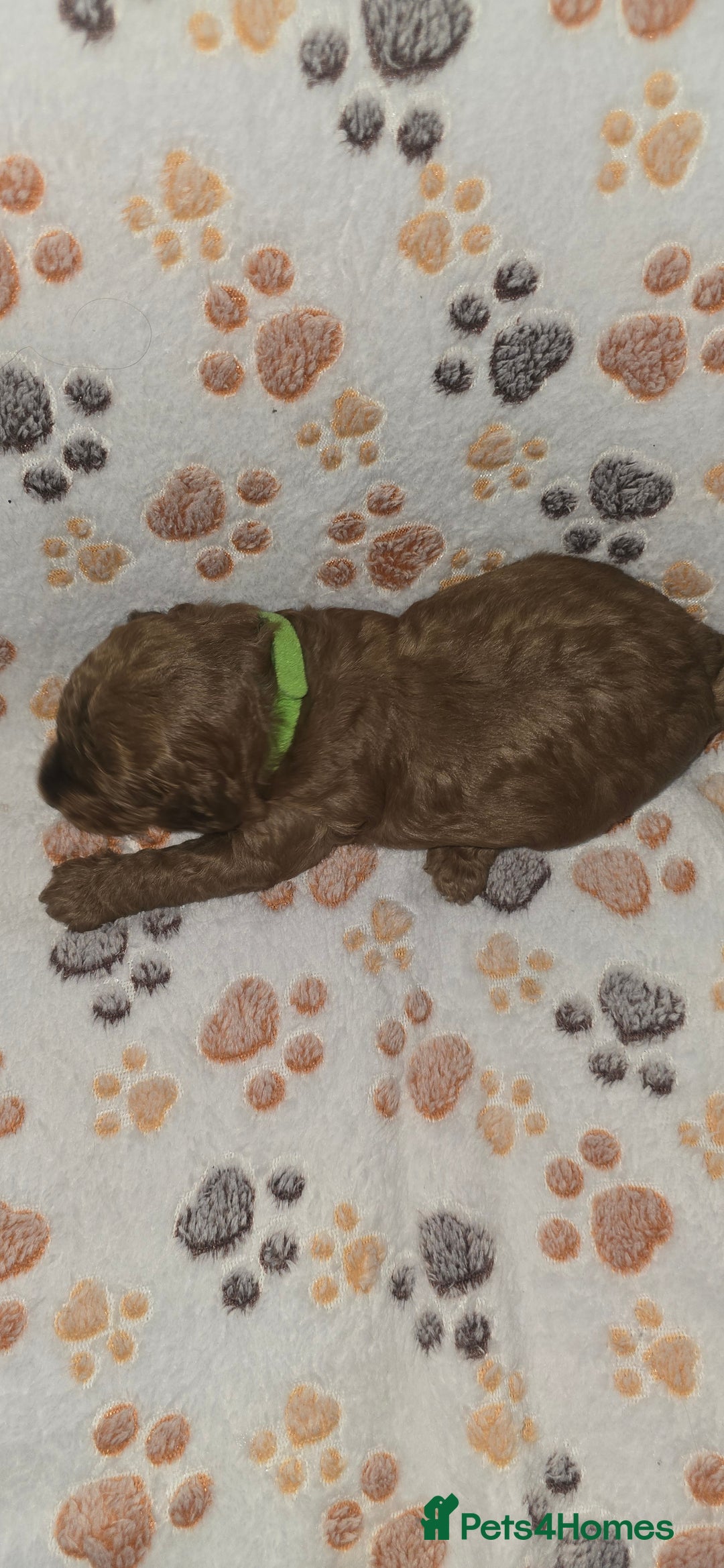 Cockapoo dogs for sale: 7 absolutely adorable cockapoo pups!  - Advert 17