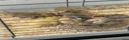 Mixed Breed poultry for sale: Beautiful Runner Duckling Chicks & Bantam Chicks in Bridgwater - Advert 4