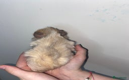 Guinea Pig rodents for sale: Stunning baby Guinea pigs 🤍 - Image 9