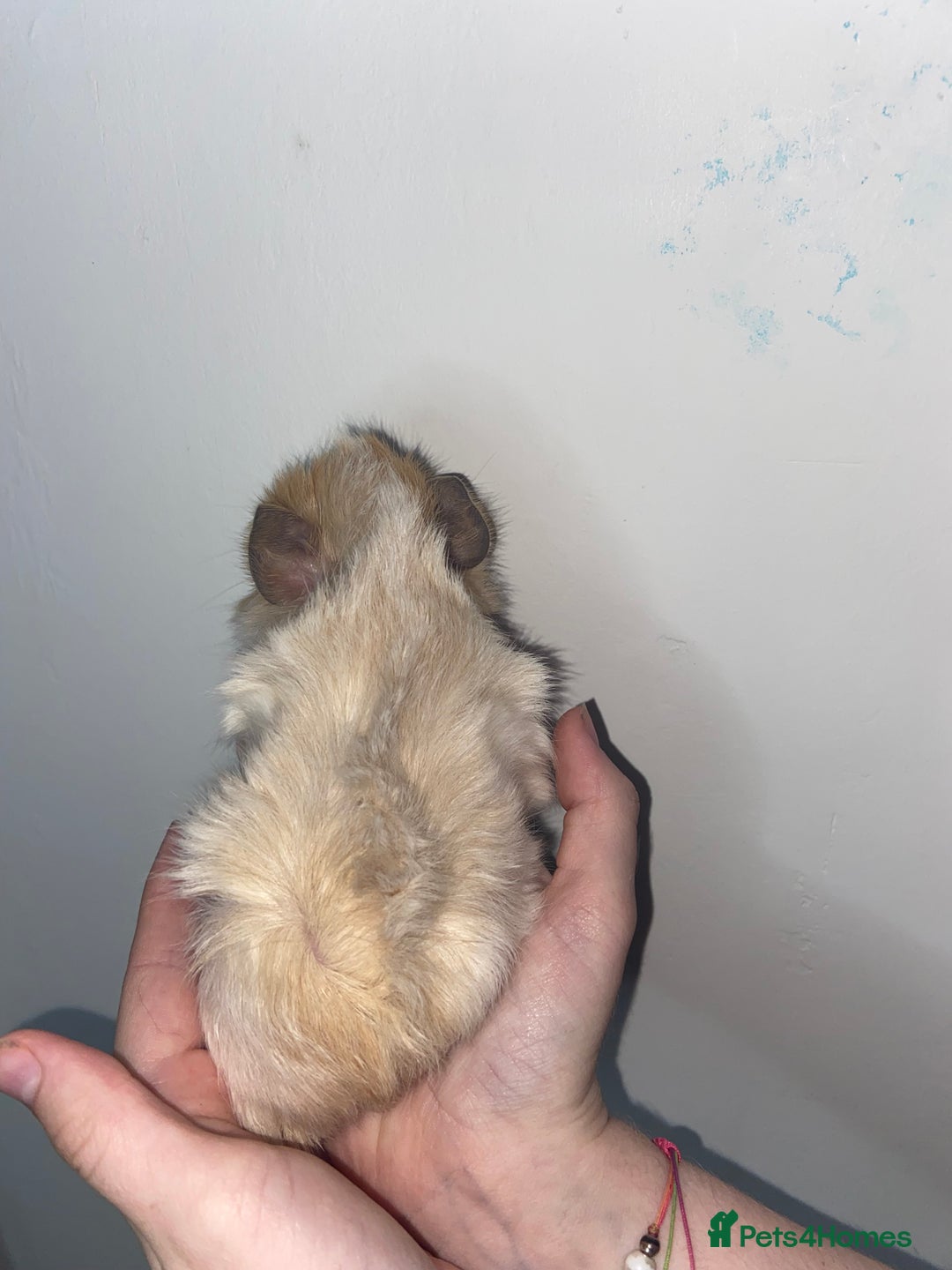 Guinea Pig rodents for sale: Stunning baby Guinea pigs 🤍 - Image 9