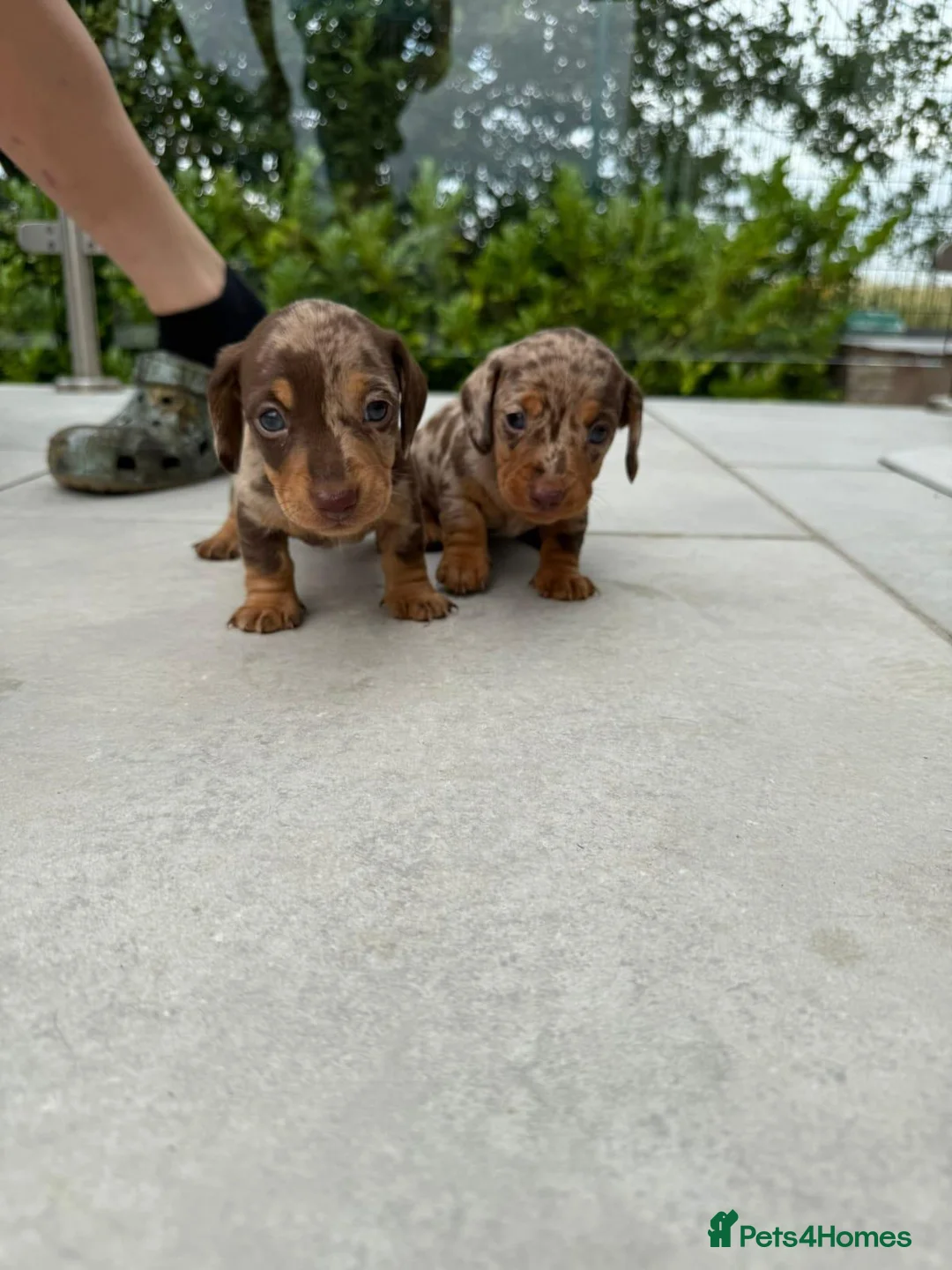Miniature Dachshund dogs for sale: Beautiful Chocolate Dapple Coats- 2 available in Stoke-on-Trent - Advert 11