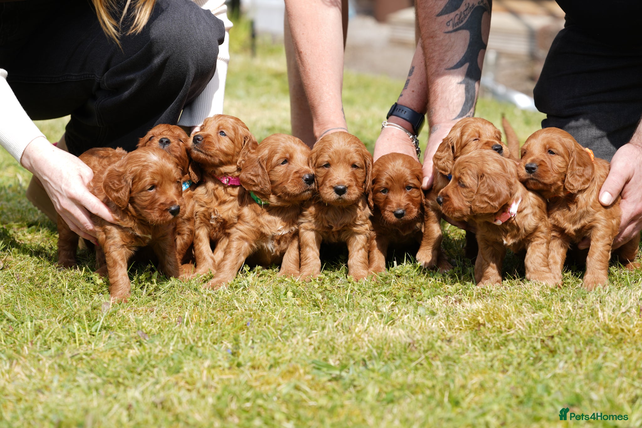 Mini Goldendoodle dogs 1 BOY 1 GIRL F1 MINI GOLDENDOODLE - Advert 1
