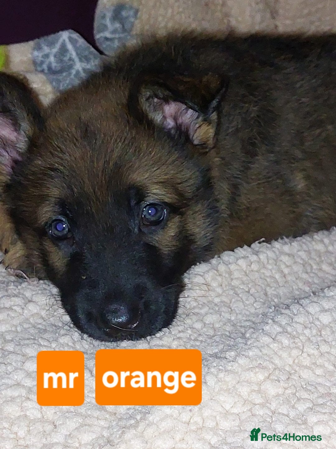 Mixed Breed dogs for sale: German shepherd pups - Advert 2