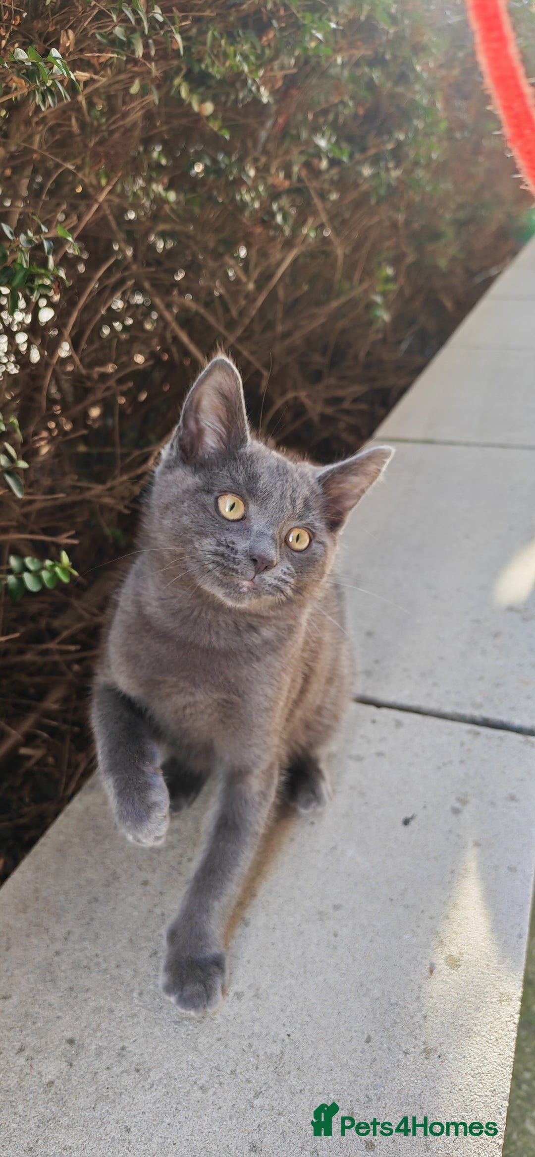 Russian Blue cats for sale:  Russian blue kittens with cute bobtail  - Advert 5