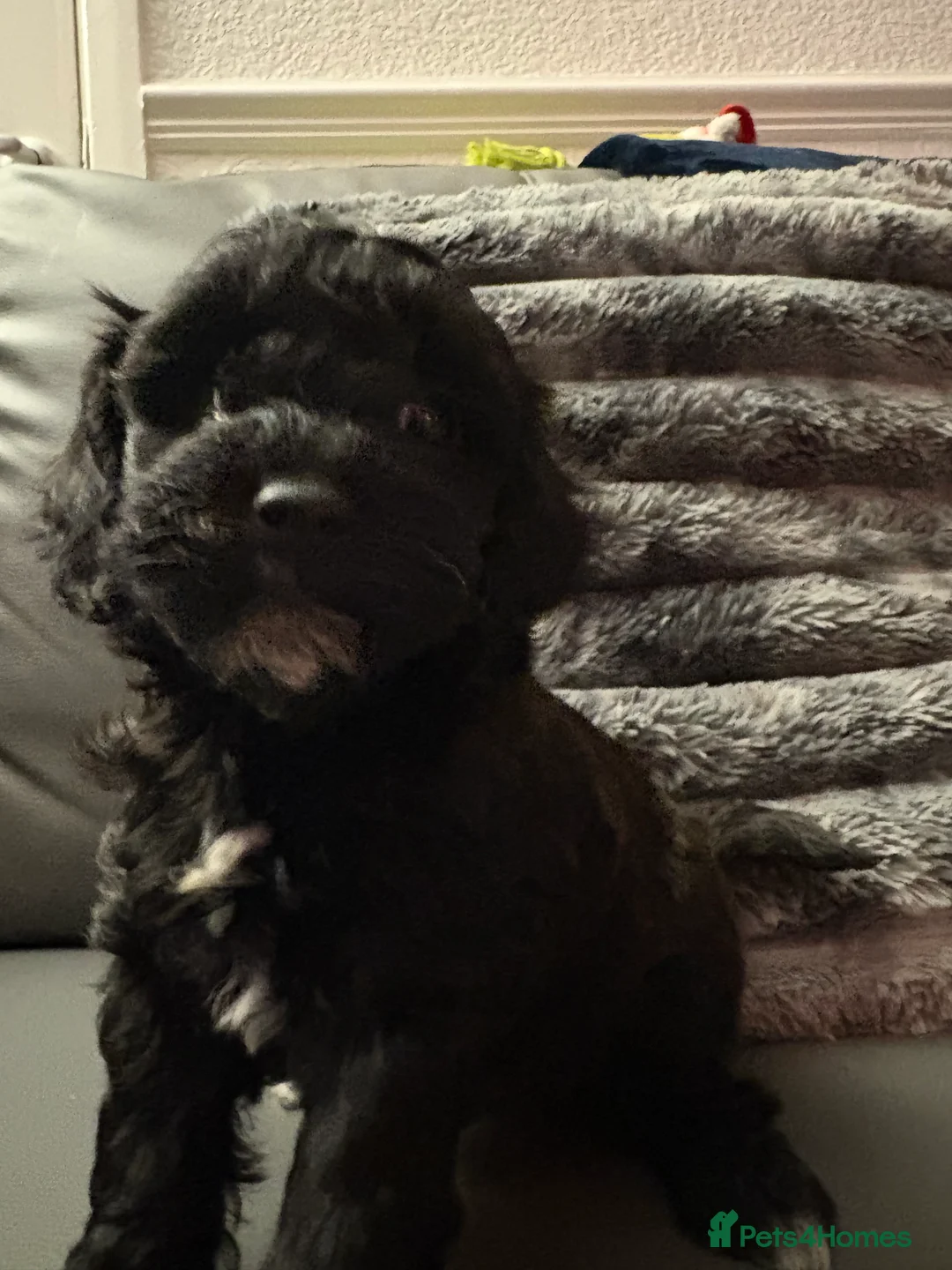 Shihpoo dogs for sale: ✨ REDUCED PRICE. Last Shihpoo Puppy Left  ✨ - Advert 4