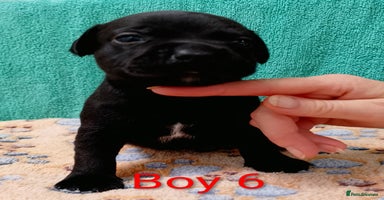 Staffordshire Bull Terrier dogs - Advert 4