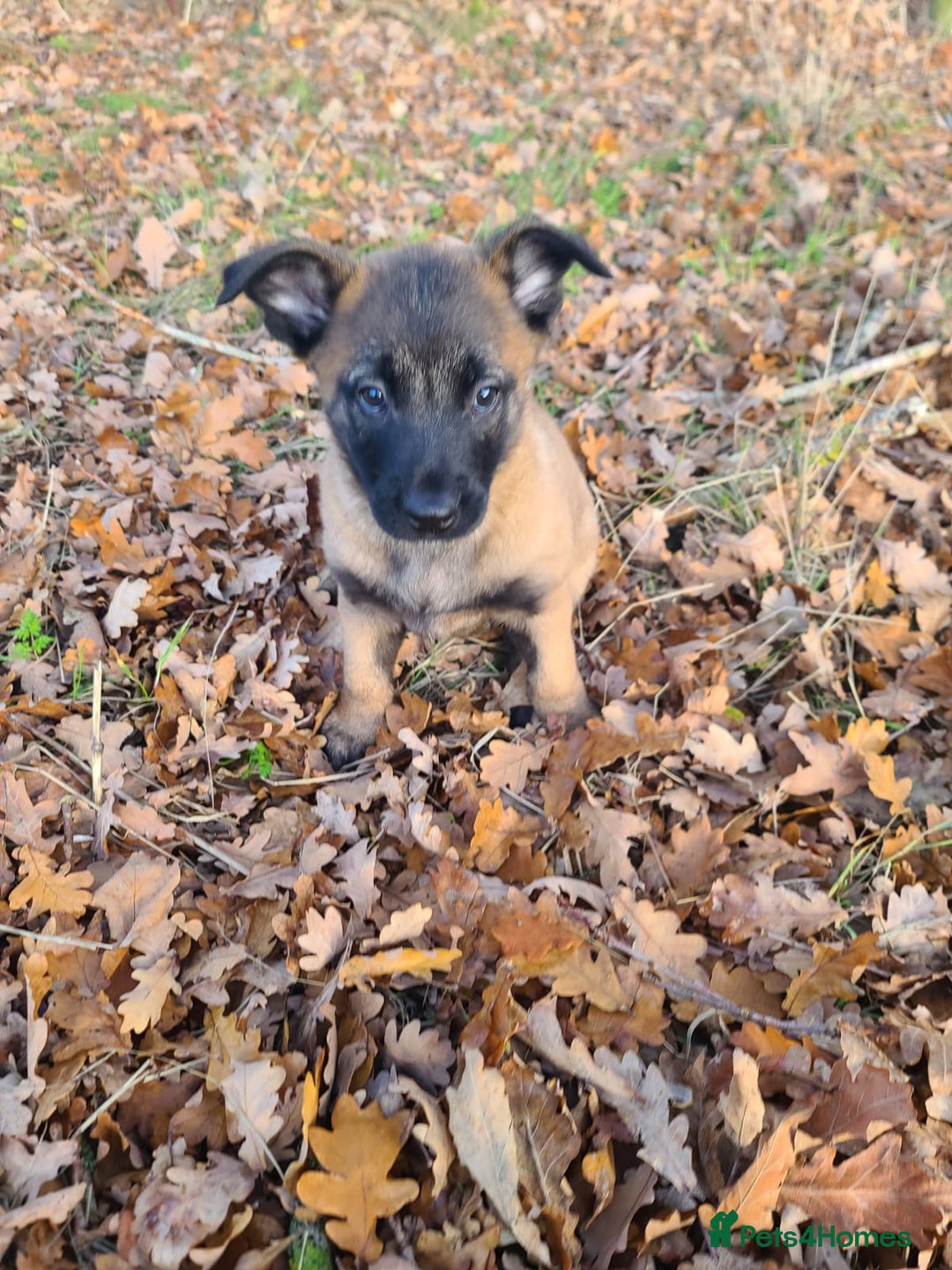 Mixed Breed dogs for sale: Belgium shepherd X German shepherd - Advert 9