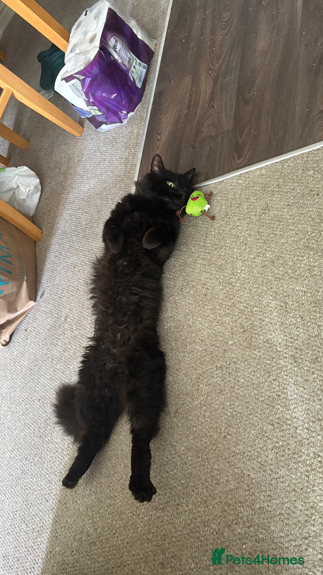 Norwegian Forest Cat cats for sale: Four Year old Norwegian Forest Cat For Sale - Image 6