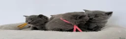 British Shorthair cats for sale: pure british shorthair kittens  - Advert 14
