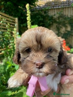 Shihpoo dogs Our gorgeous shipoo puppies ready 20/7 - Advert 6